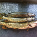 Jackfish