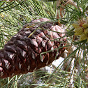 Turkish Pine