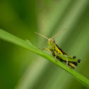 Chinese Rice Grasshopper