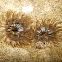 dusky anemone