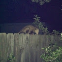 Opossum