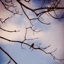 Black Cap Chickadee