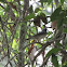 Blackpoll warbler