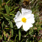 Jara blanca, jaguarzo negro, estepa