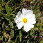 Jara blanca, jaguarzo negro, estepa