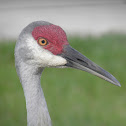Sandhill Crane