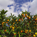 Nagami Kumquat