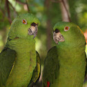 Yellow-naped Amazon
