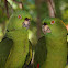 Yellow-naped Amazon
