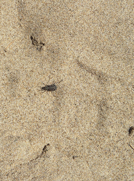 Spotting Image 1
