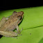 Frog (juvenile)
