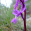 Southern Early Purple