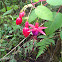 Fuchsia