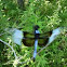 Widow Skimmer