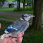 Blue Jay