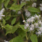 Fragrant Eupatorium Herb