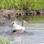 White Ibis