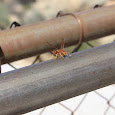 Things That Sting in Guatemala, Honduras, El Salvedor & Belize