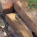 Lizard
