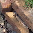Lizard