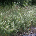 White Sweet Clover