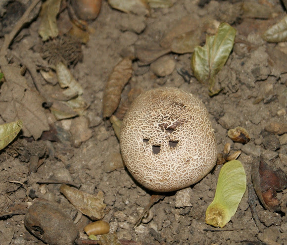 Spotting Image 1
