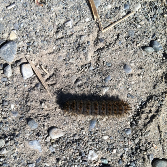 Spotting Image 1
