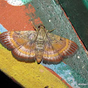 Erebidae