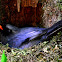 Black-Faced Solitaire