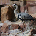 Grey Heron