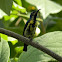 Purple Sunbird(Male)