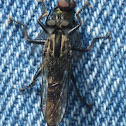 Robber Fly