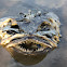 monkfish