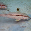 Freckled Goat Fish