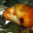 Ampularia