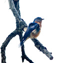 Eastern Bluebird