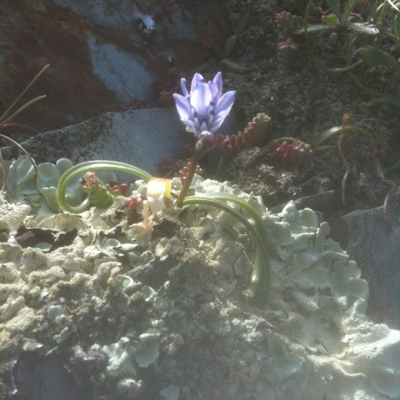 Spotting Image 1