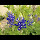 Fort Worth Flora
