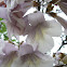 Paulownia