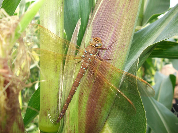 Spotting Image 1