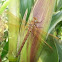 Brown Hawker 