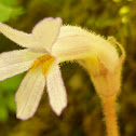 One-flowered Cancer Root