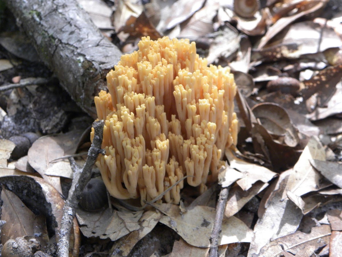 Coral Fungis