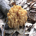 Coral Fungis