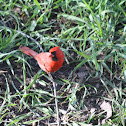 Northern Cardinal