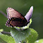 Red-Spotted Purple