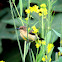 Variable Sunbird (female)?