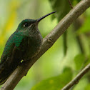 Purple-bibbed Whitetip