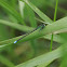 Eastern Forktail