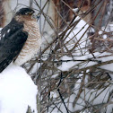 Sharp-shinned hawk